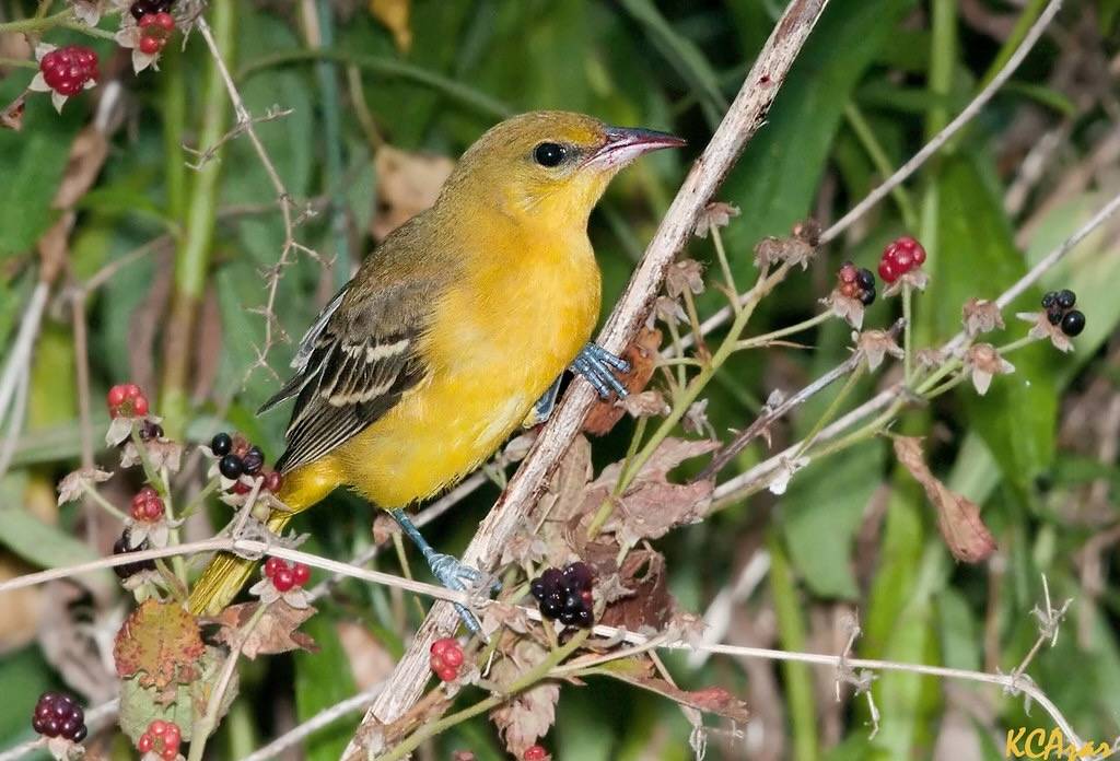 Orchard Oriole by Kelly Colgan Azar is licensed under CC BY-ND 2.0.